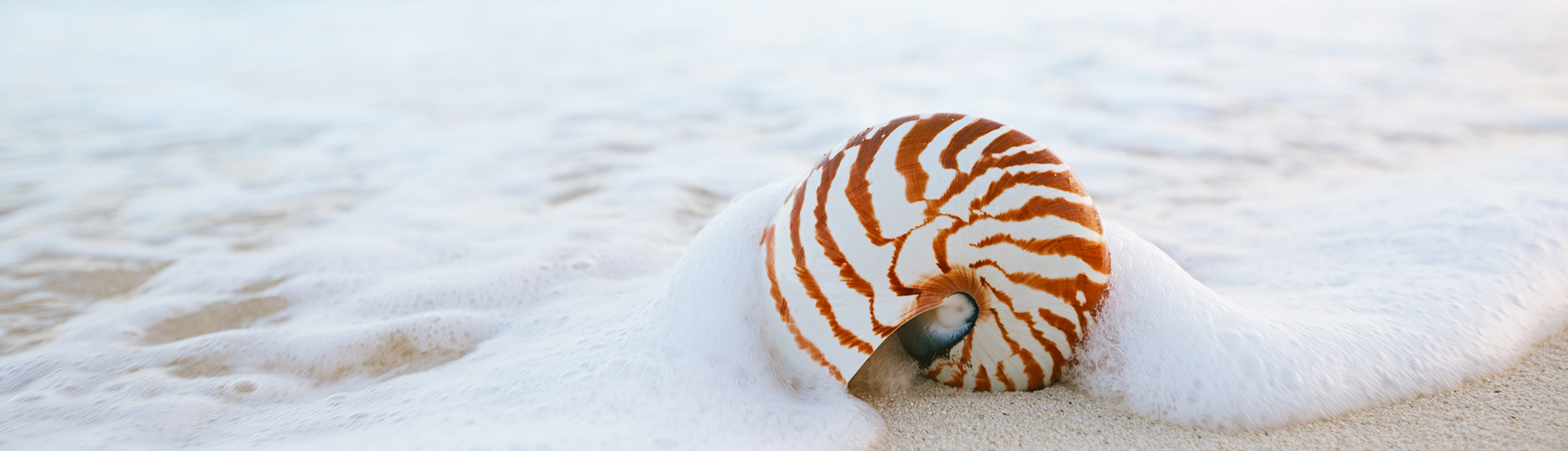 Sea Shell on the Beach